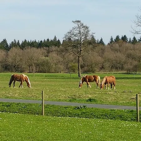 Ostfriesensonne 2 *
